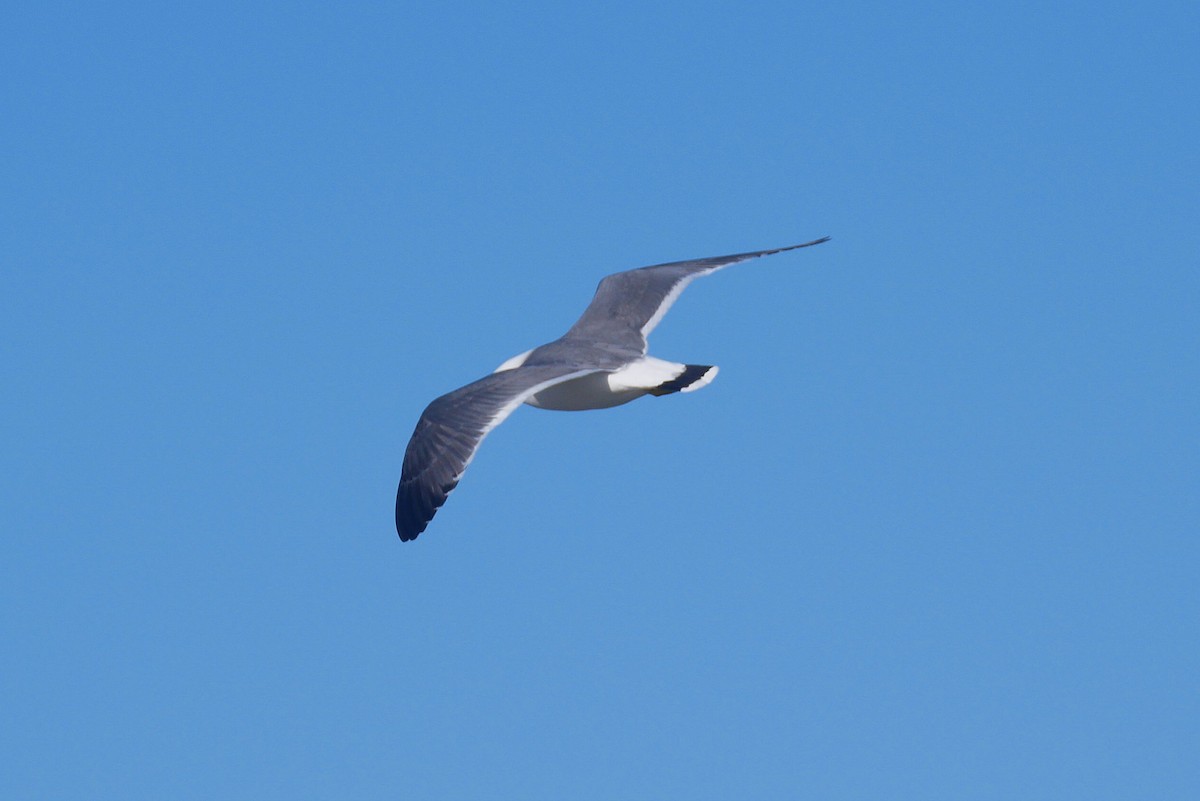 Black-tailed Gull - ML619830469