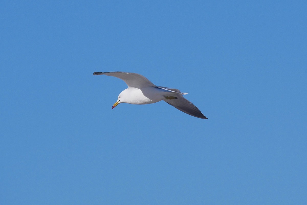 Black-tailed Gull - ML619830470