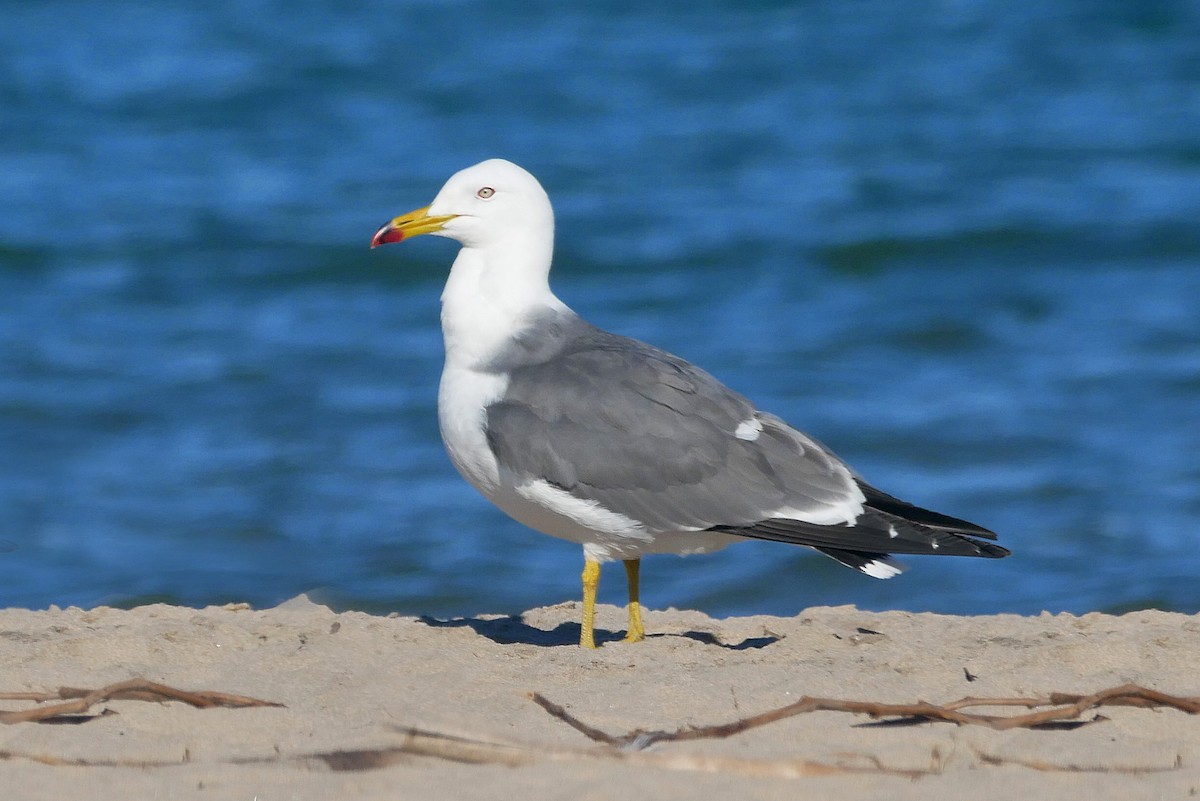 Black-tailed Gull - ML619830472