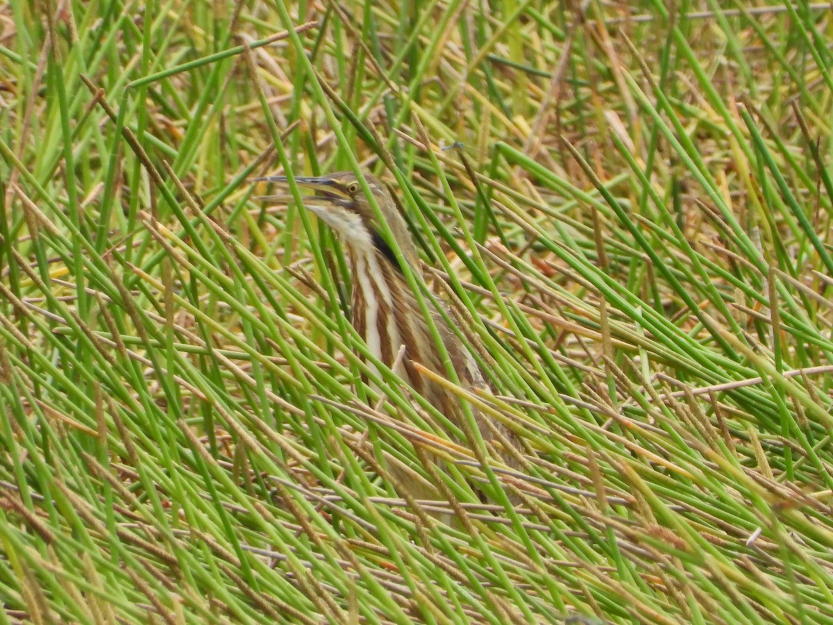 American Bittern - ML619830475