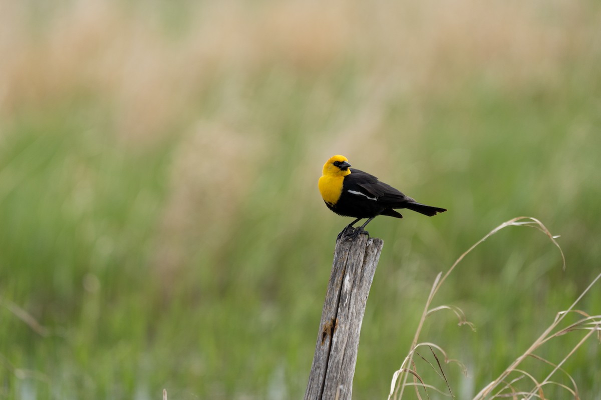 Yellow-headed Blackbird - ML619830478