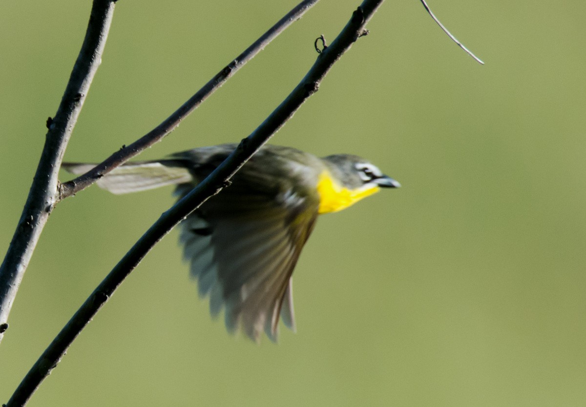 Yellow-breasted Chat - ML619830482