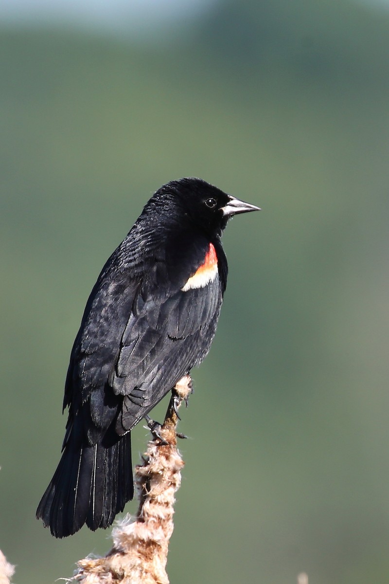 Red-winged Blackbird - ML619830483