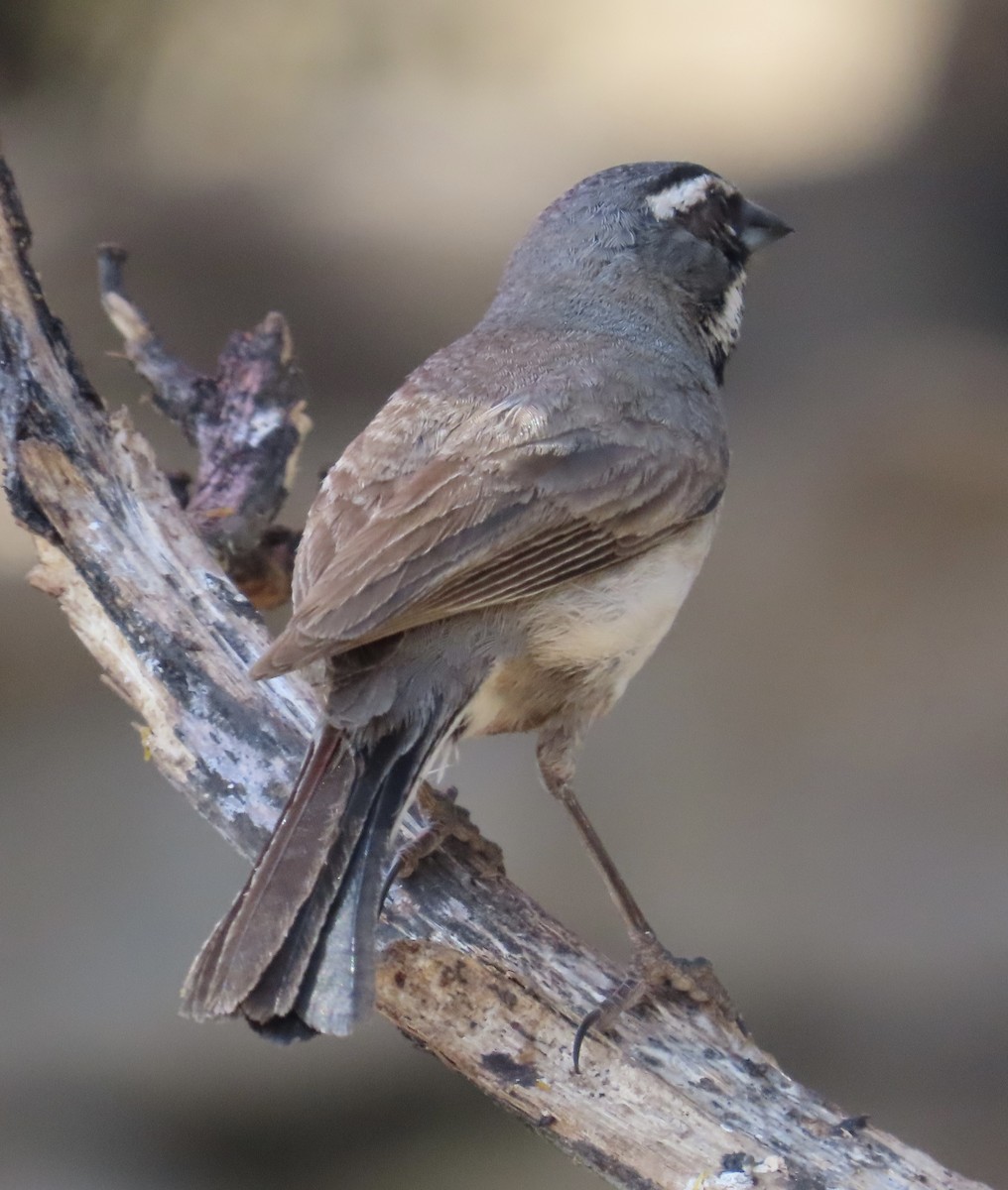 Black-throated Sparrow - ML619830492