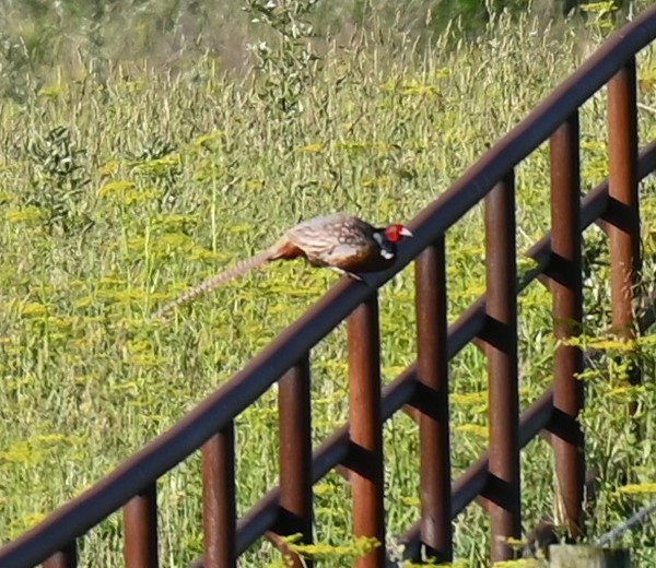 Ring-necked Pheasant - ML619830503