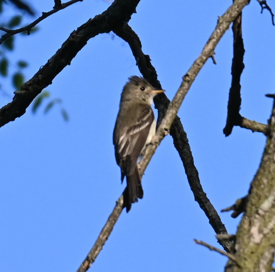 Eastern Wood-Pewee - ML619830509