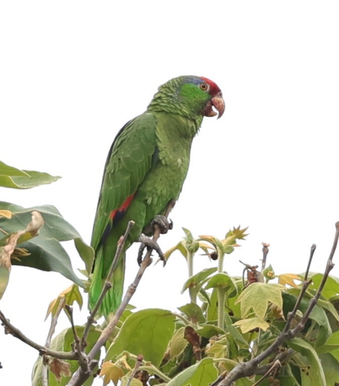 Red-crowned Parrot - ML619830510