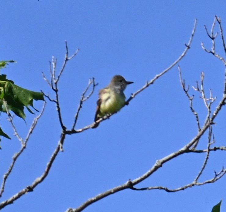 Great Crested Flycatcher - ML619830514