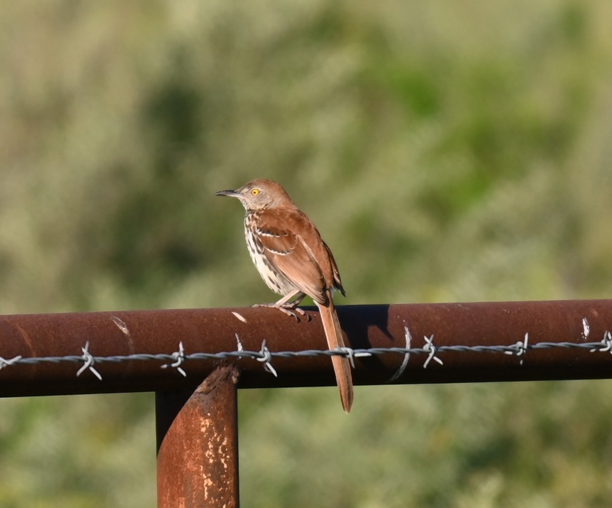 Brown Thrasher - ML619830521