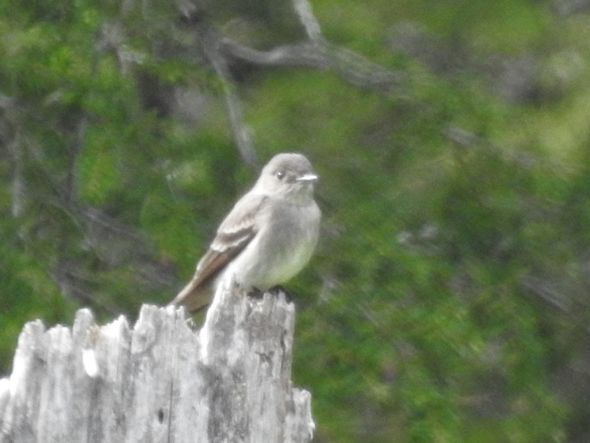 Western Wood-Pewee - ML619830522