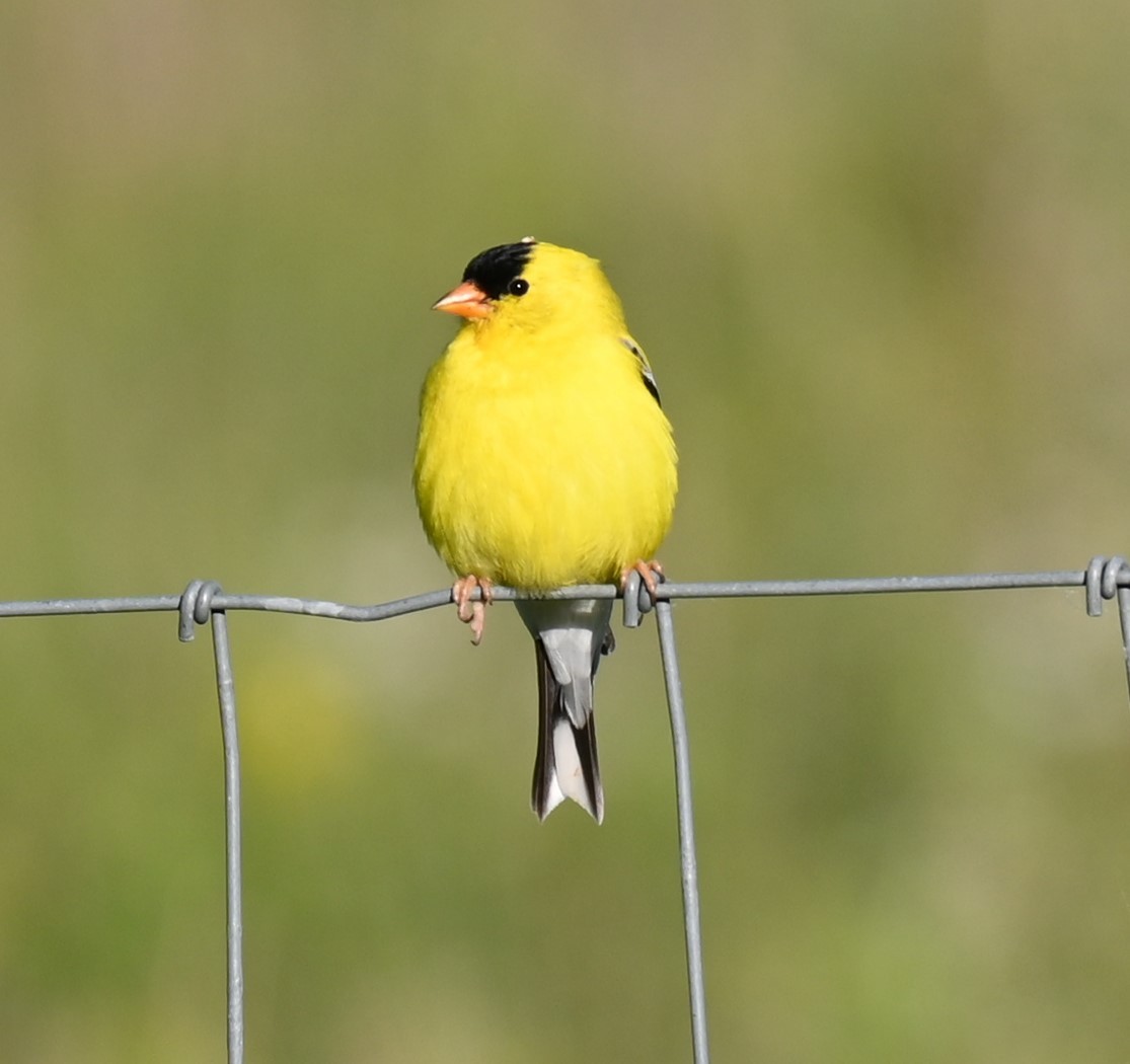 American Goldfinch - ML619830523