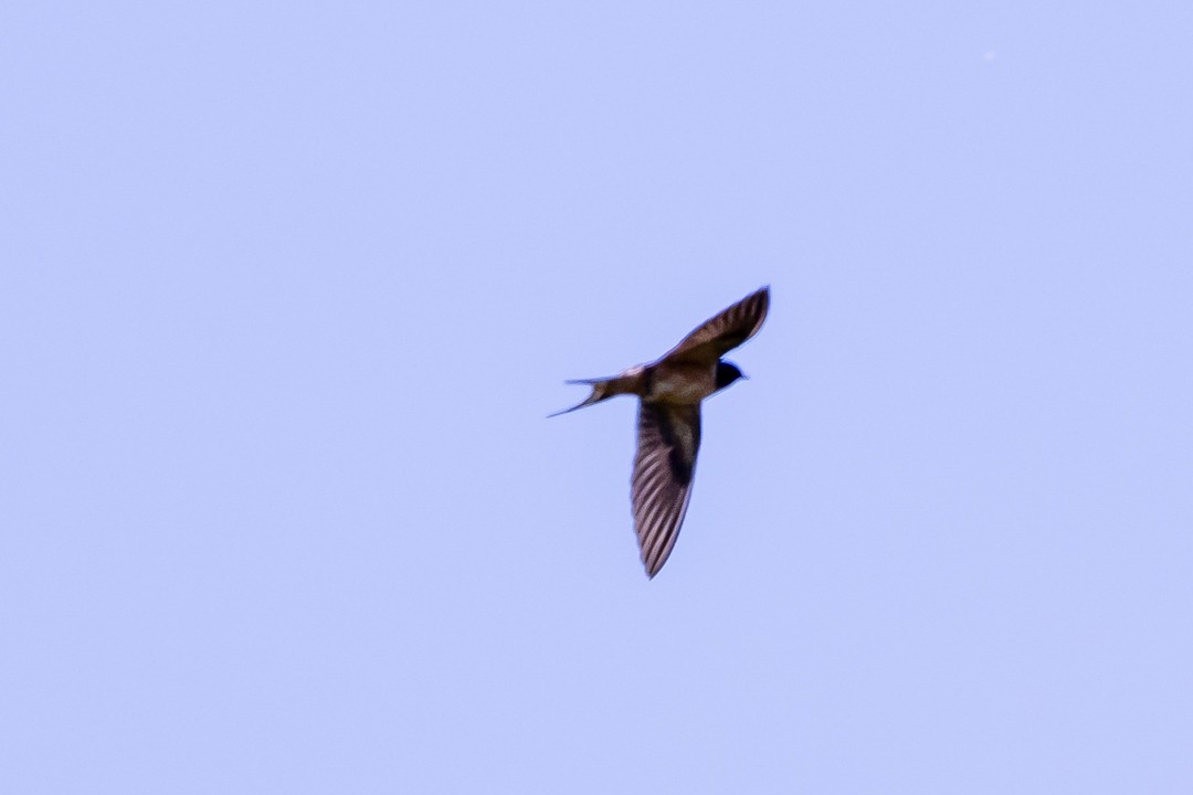 Barn Swallow - ML619830532
