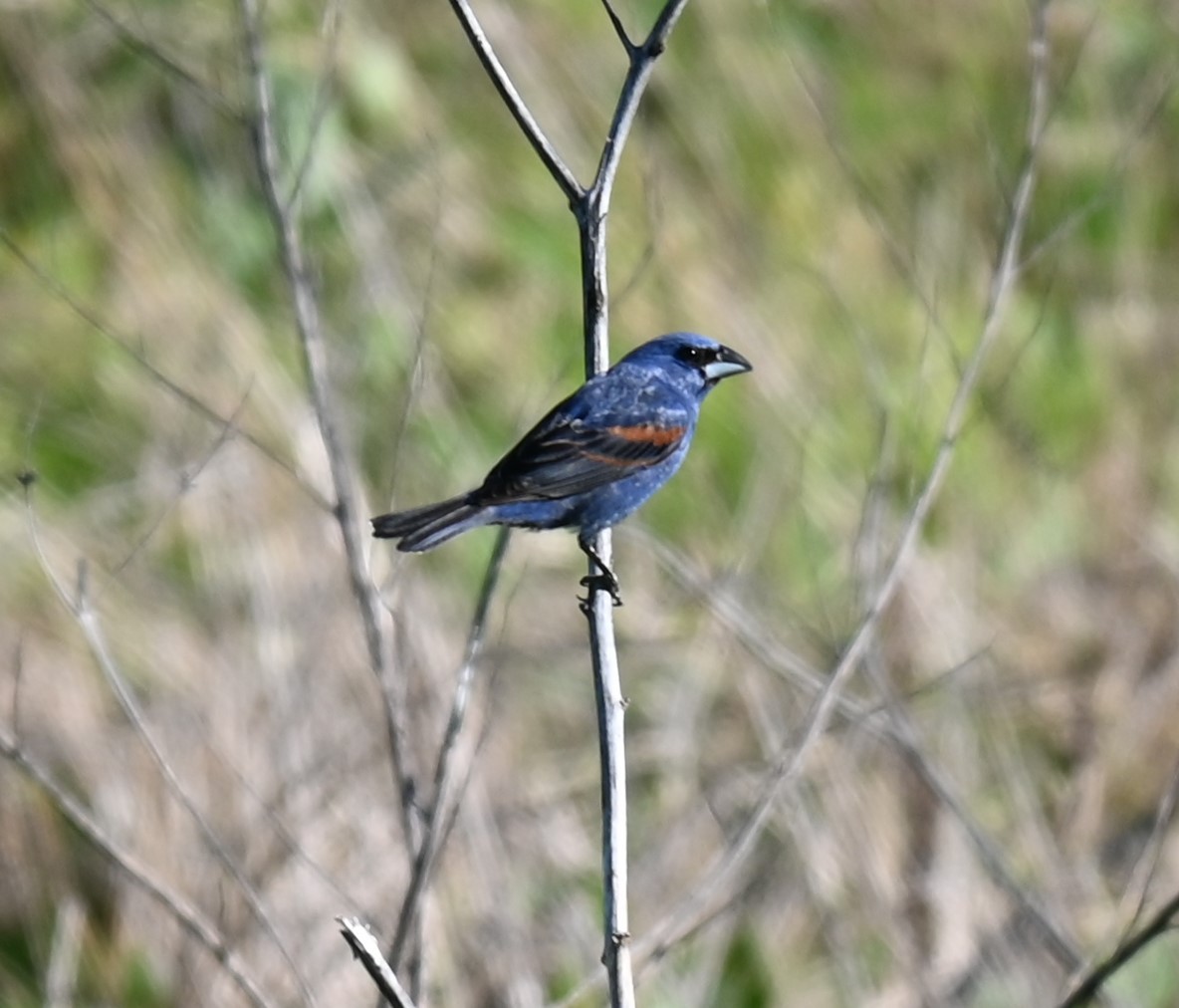 blåtykknebb - ML619830534