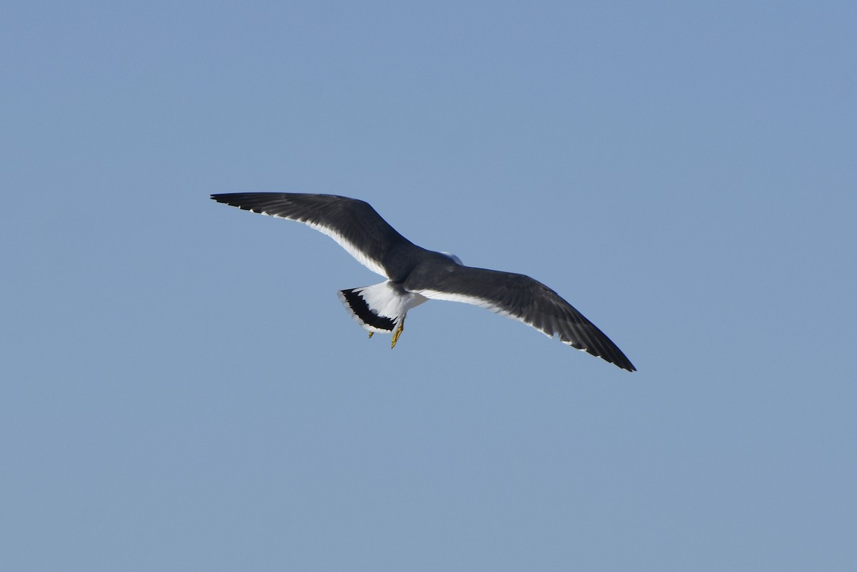 Black-tailed Gull - ML619830535