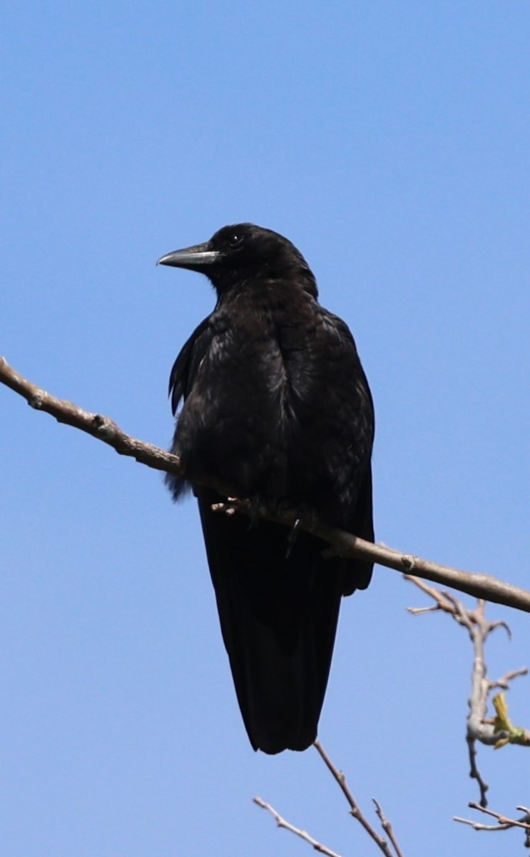 American Crow - ML619830538