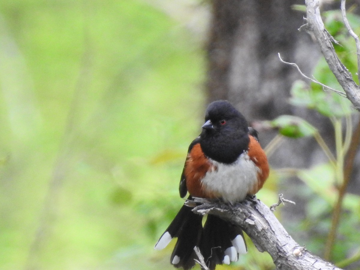 Spotted Towhee - ML619830548