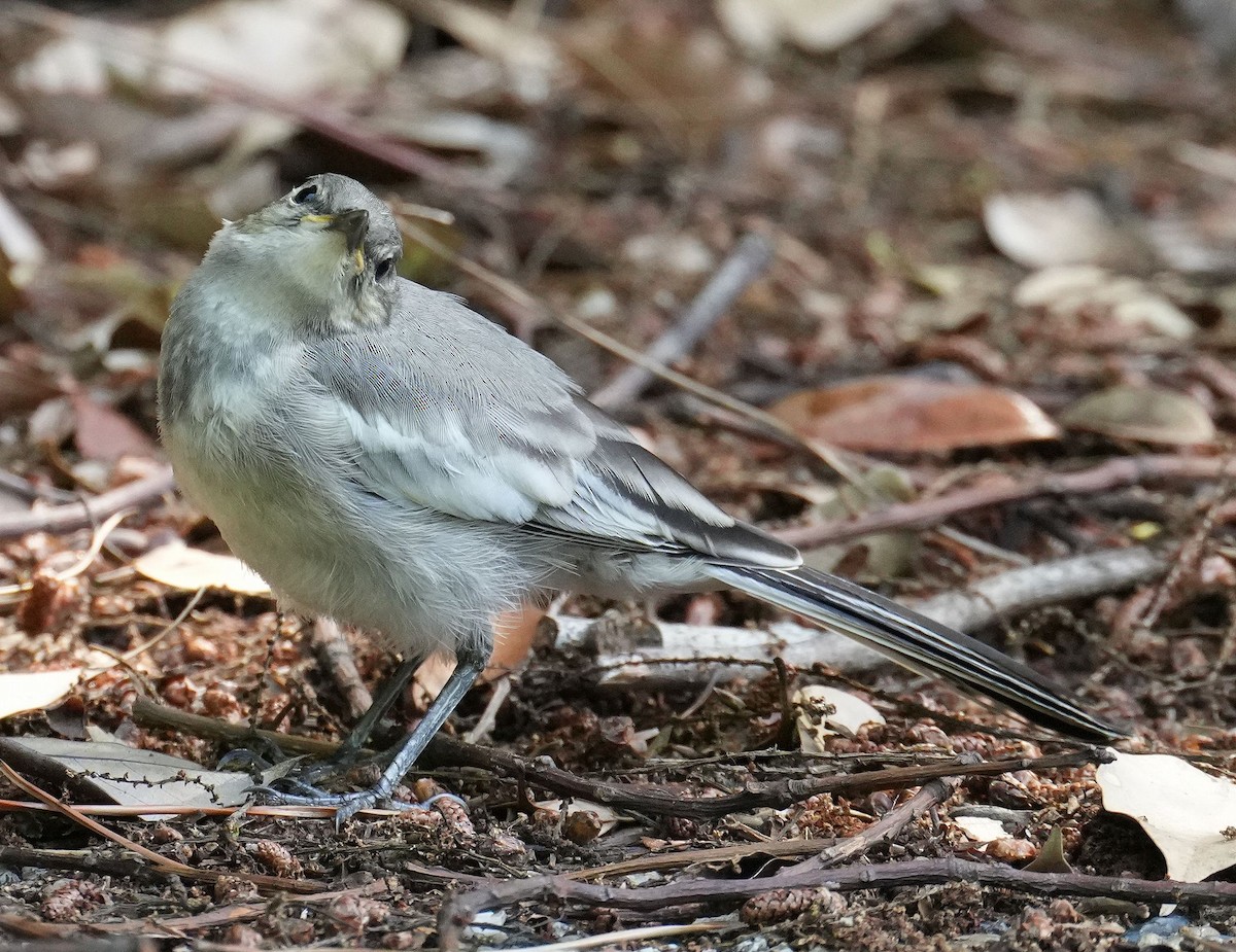 White Wagtail - ML619830549