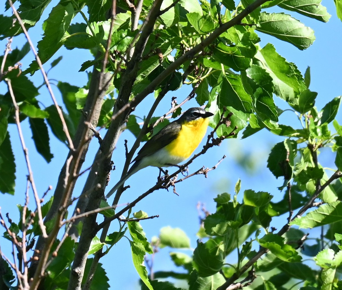 Yellow-breasted Chat - ML619830555