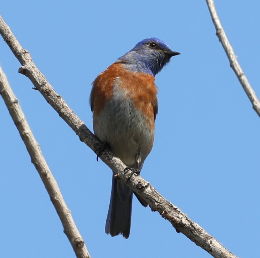 Western Bluebird - ML619830576