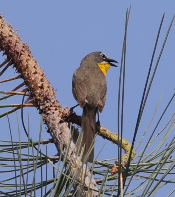 Yellow-breasted Chat - ML619830581