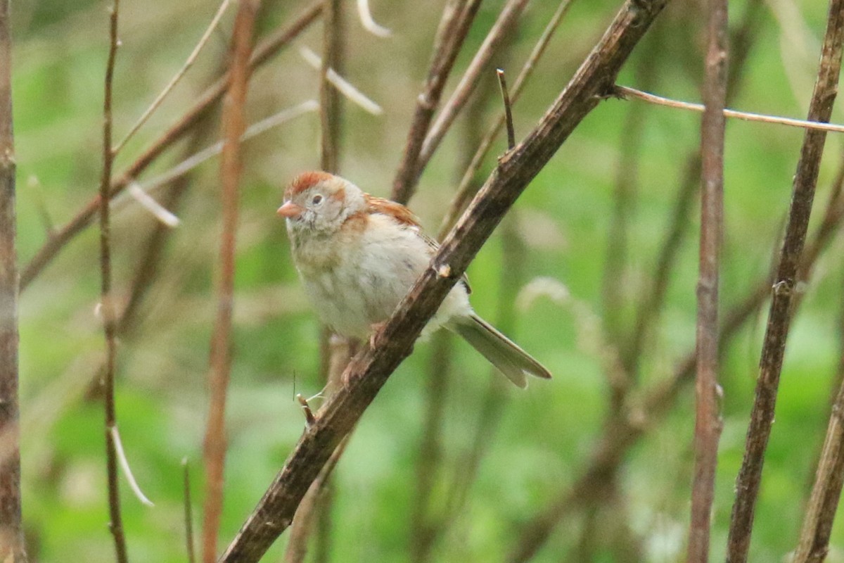 Field Sparrow - ML619830590