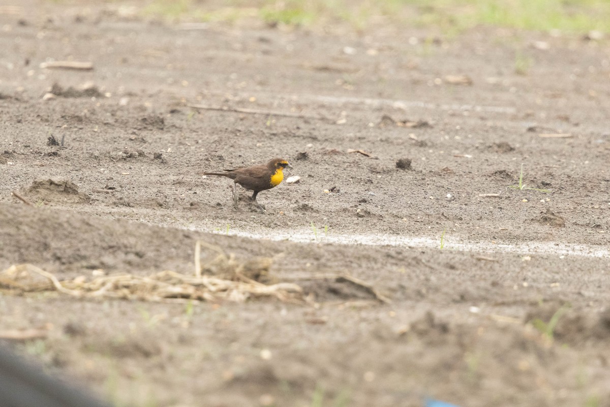 Yellow-headed Blackbird - ML619830599
