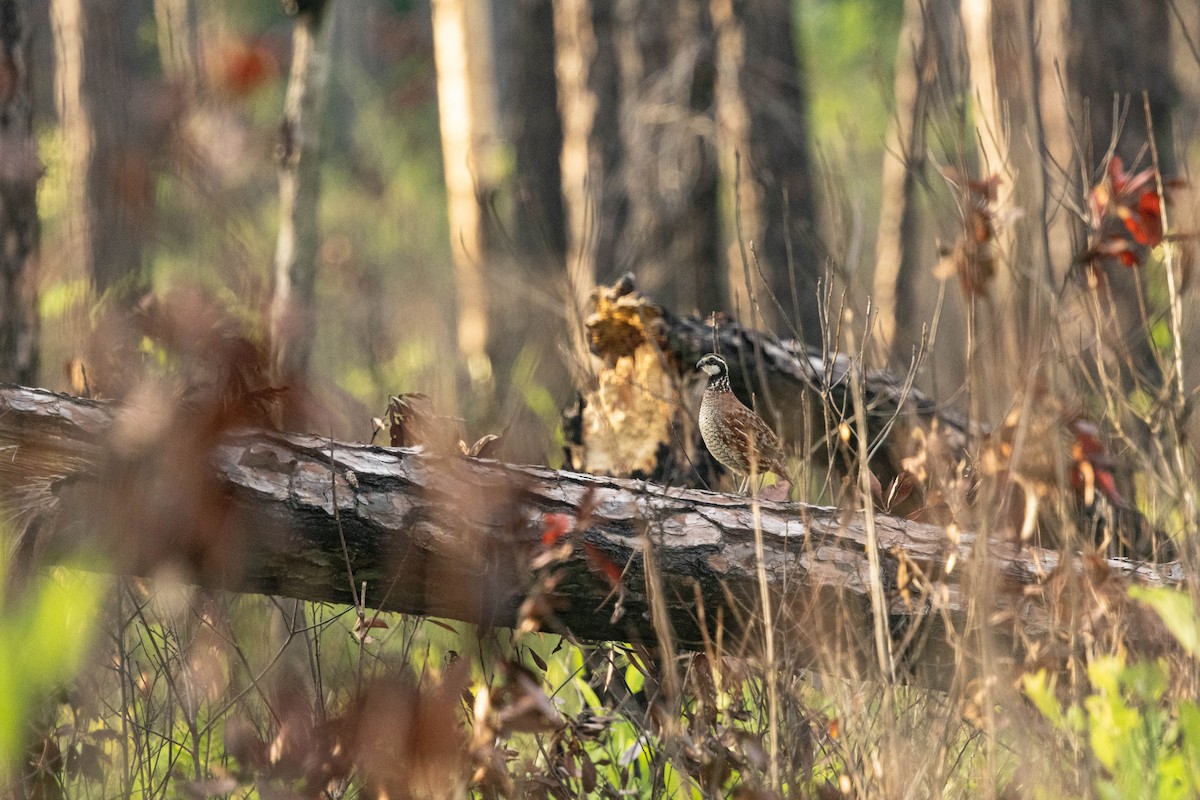 Northern Bobwhite - ML619830608