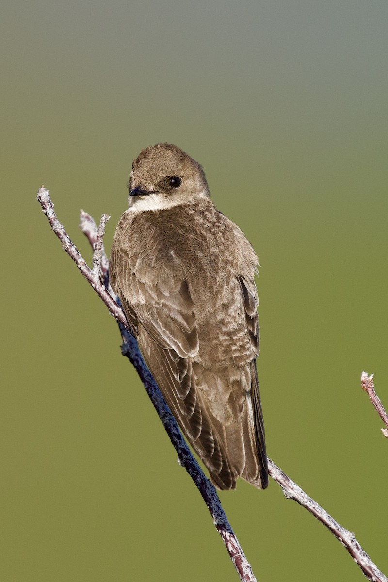 Northern Rough-winged Swallow - ML619830610