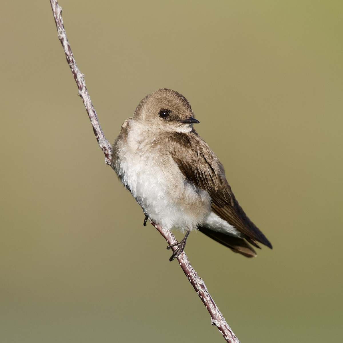 Northern Rough-winged Swallow - ML619830611