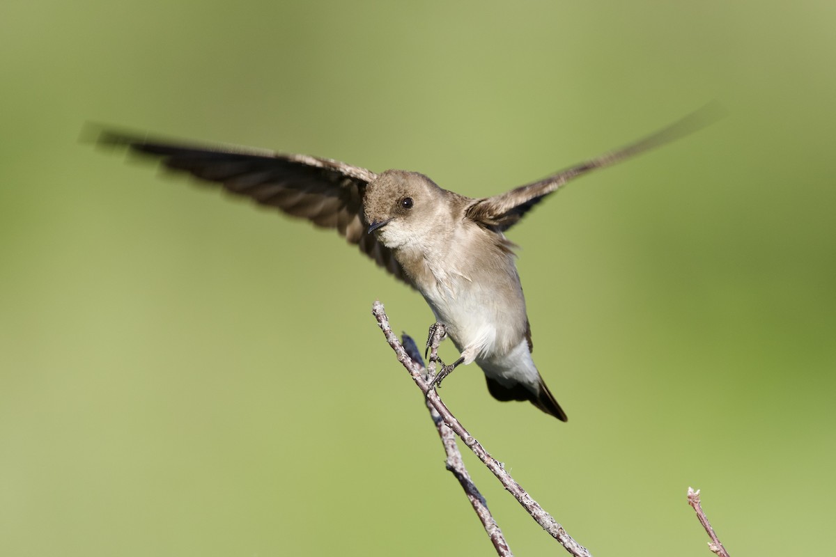 Northern Rough-winged Swallow - ML619830612