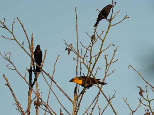 Yellow-headed Blackbird - ML619830619