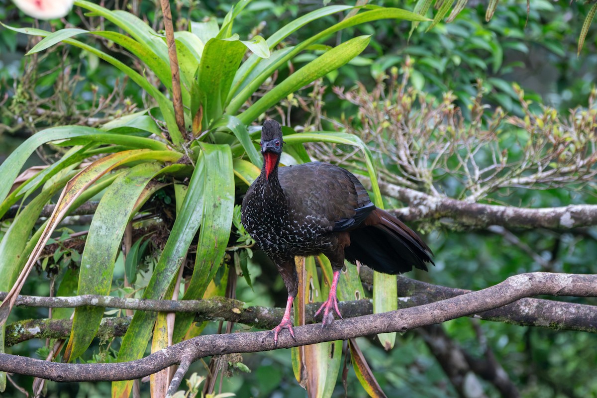 Crested Guan - ML619830620