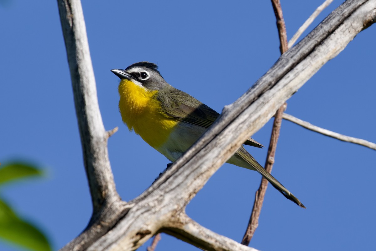 Yellow-breasted Chat - ML619830631