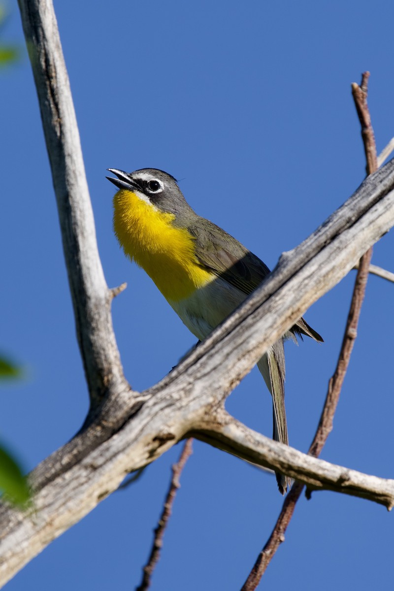 Yellow-breasted Chat - ML619830632
