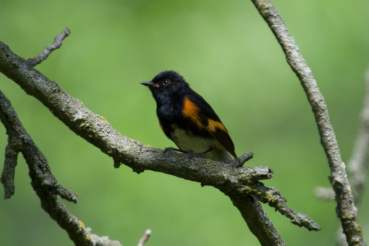 American Redstart - ML619830633