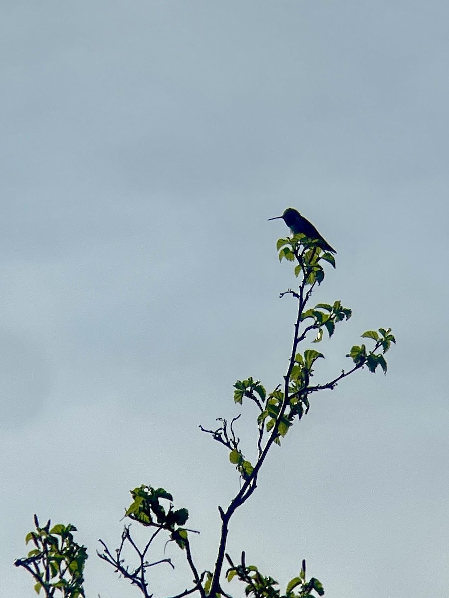 Broad-tailed Hummingbird - ML619830636