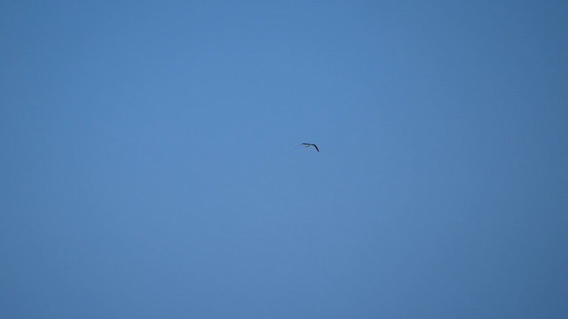Black-tailed Gull - ML619830638