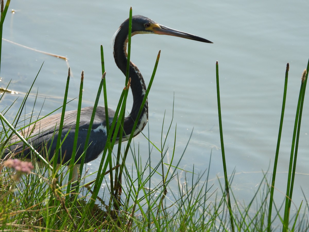 Tricolored Heron - ML619830644