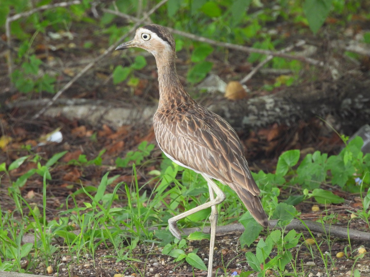Double-striped Thick-knee - ML619830648