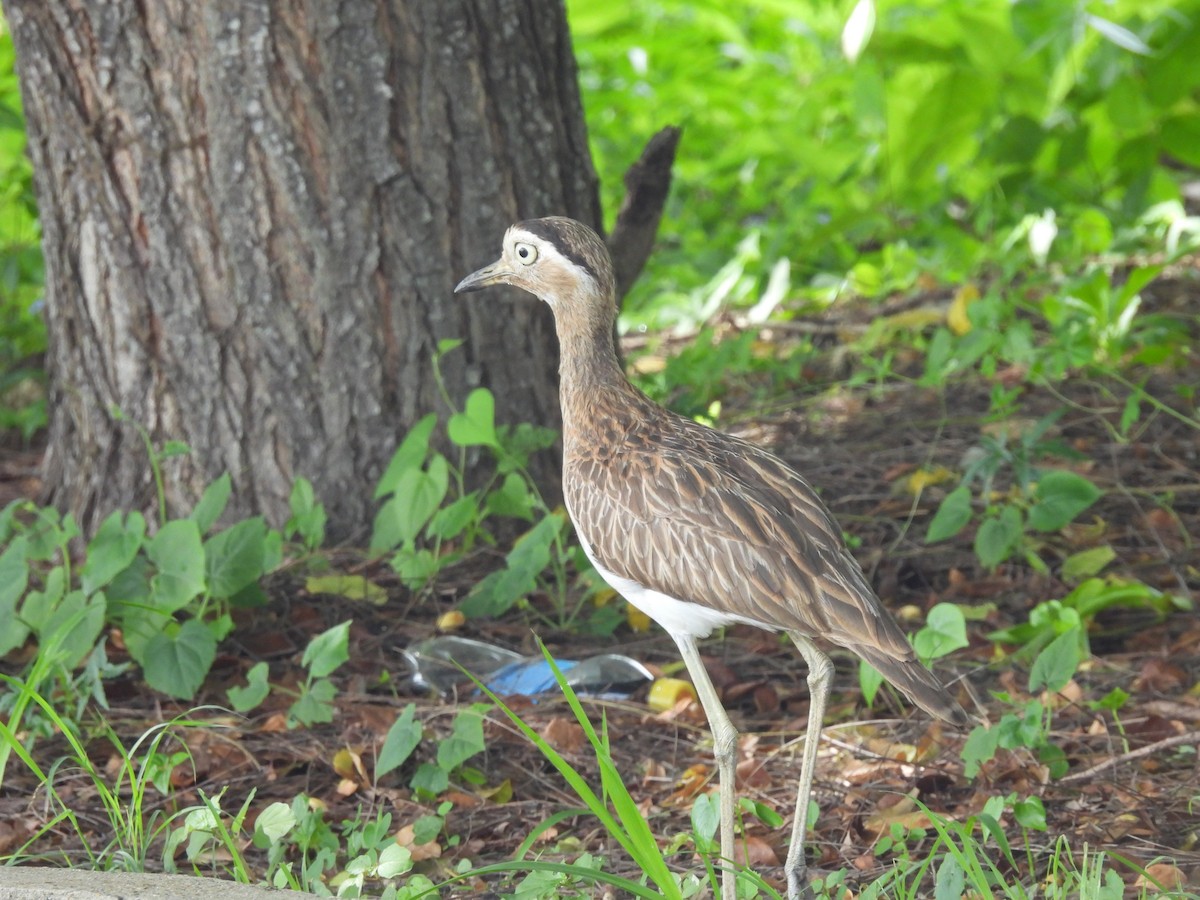 Double-striped Thick-knee - ML619830649