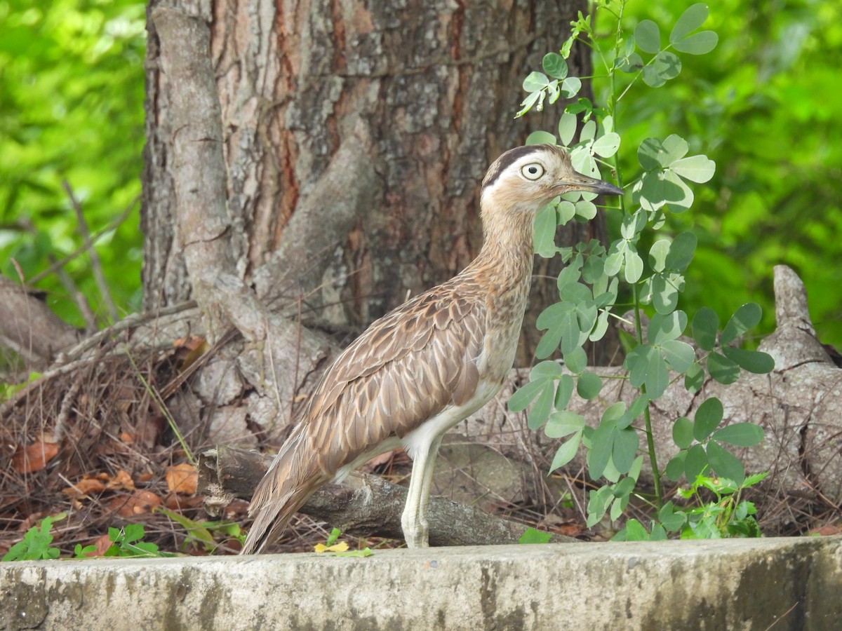 Double-striped Thick-knee - ML619830650