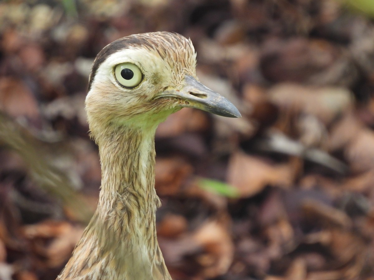 Double-striped Thick-knee - ML619830651