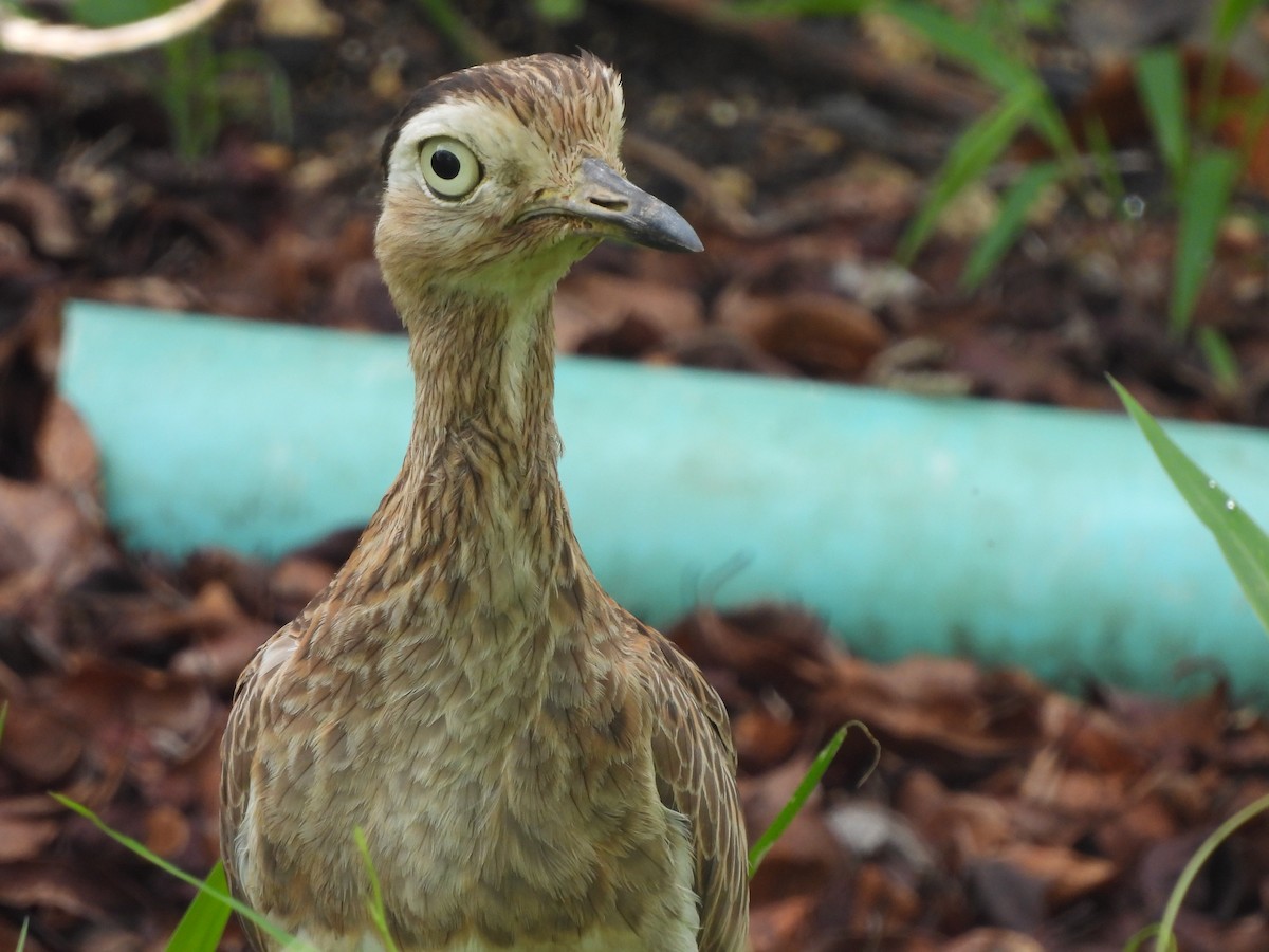 Double-striped Thick-knee - ML619830656