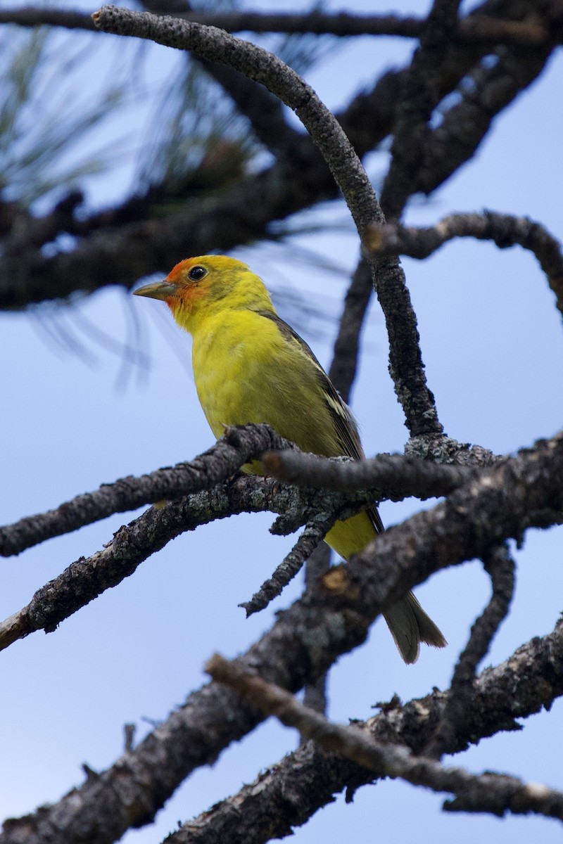 Western Tanager - ML619830662