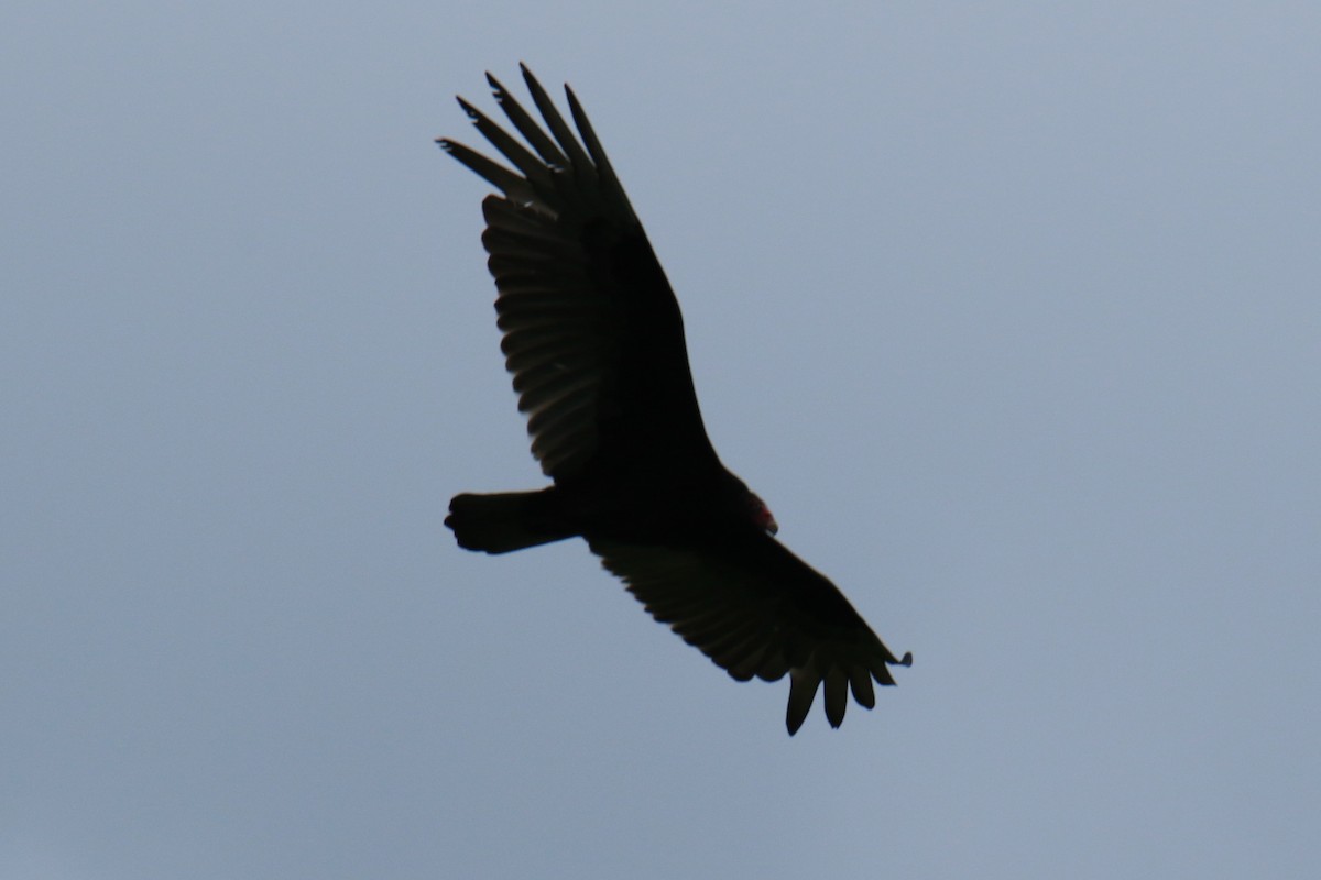 Turkey Vulture - ML619830686