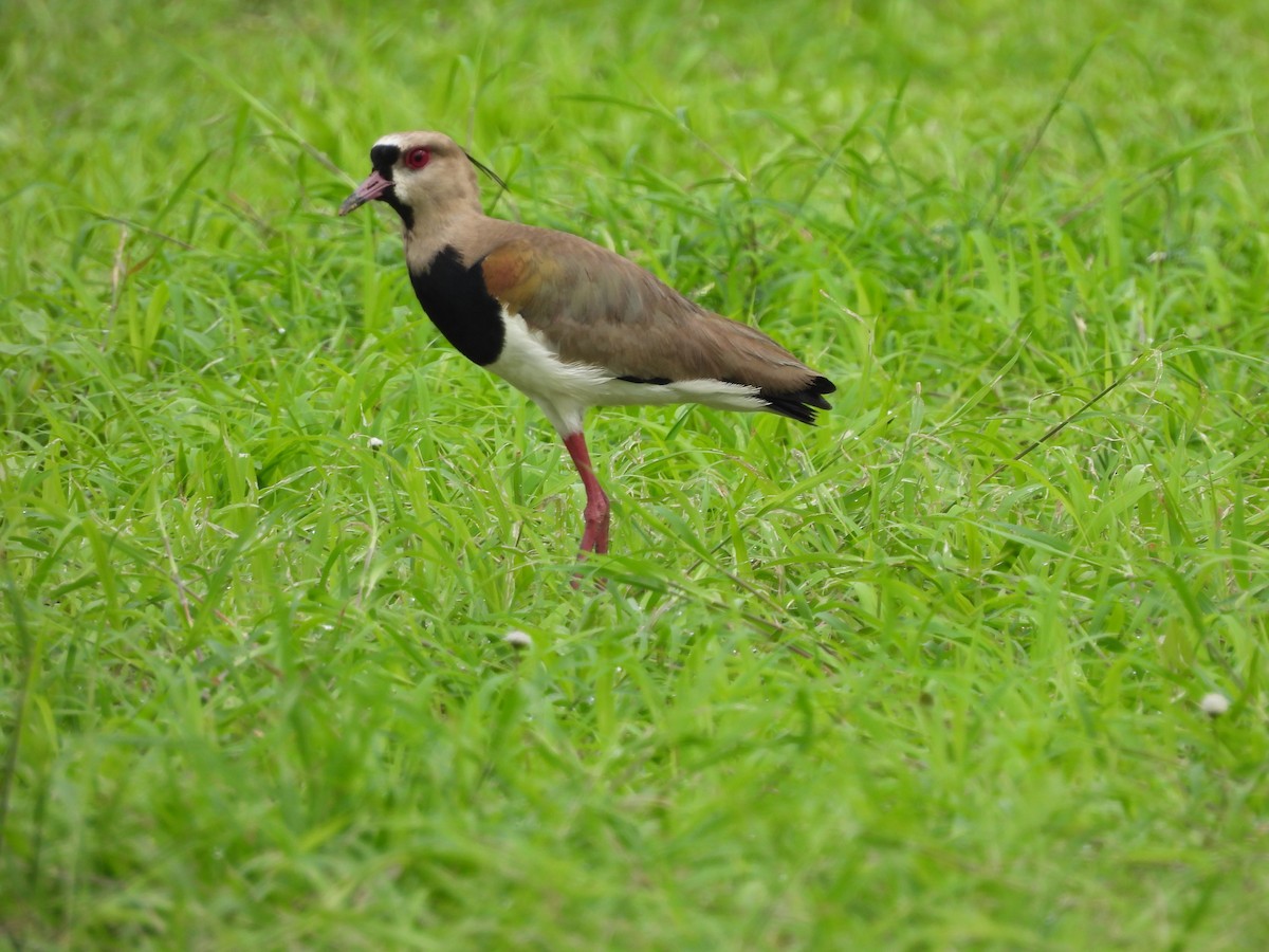 Southern Lapwing - ML619830687