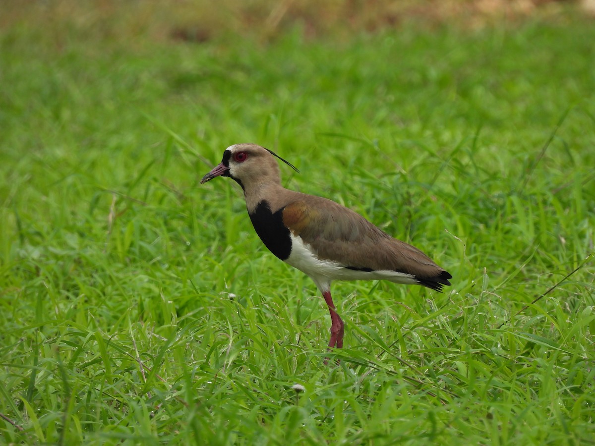 Southern Lapwing - ML619830688