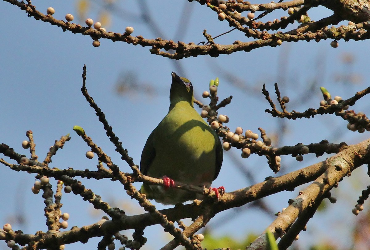 Yellow-vented Green-Pigeon - ML619830691