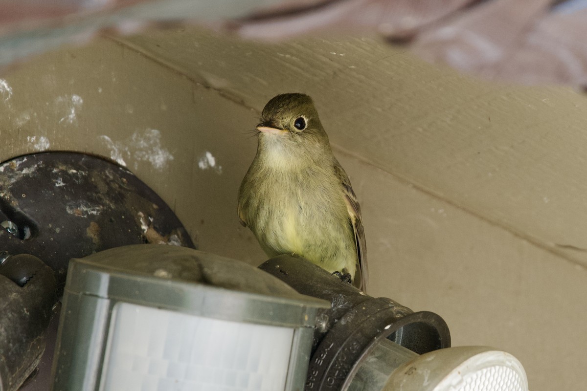 Western Flycatcher - ML619830695