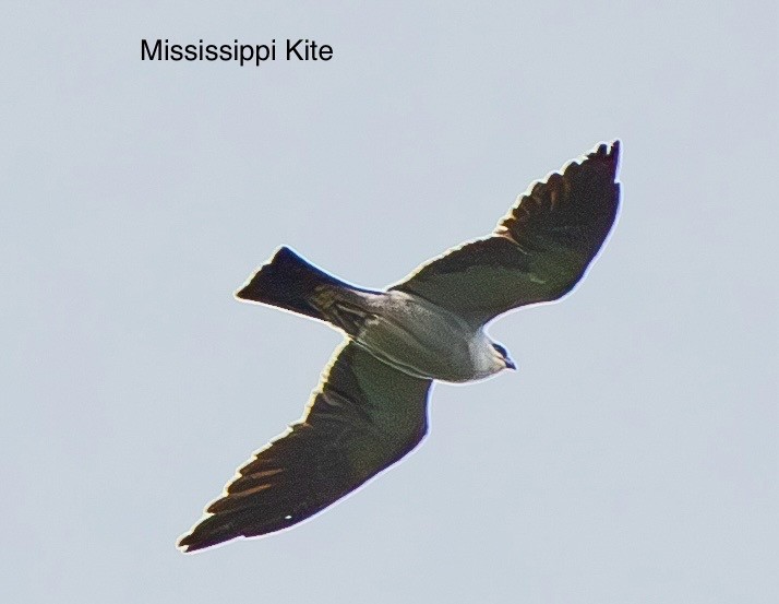 Mississippi Kite - ML619830704